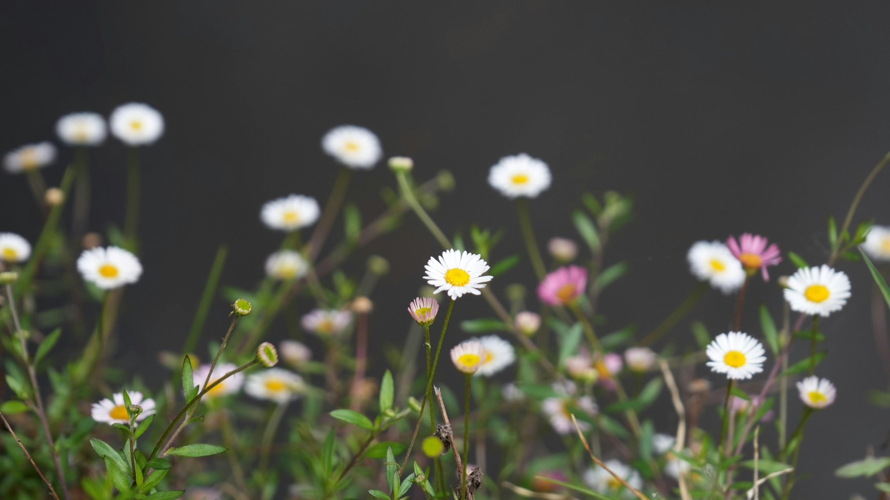 The Rise of Intentional Living: Where Fashion, Wellness & Court Culture Meet in 2026