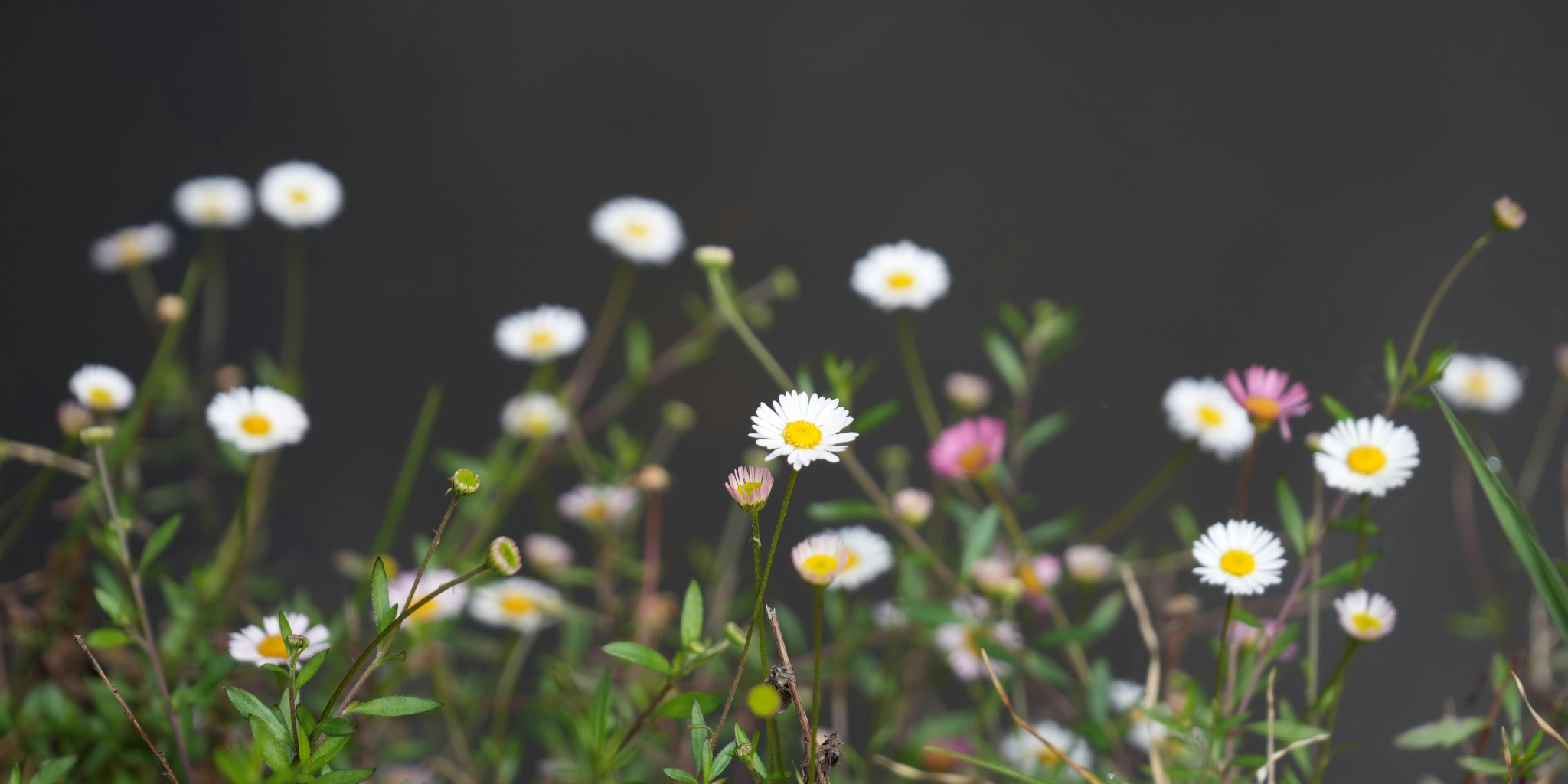 The Rise of Intentional Living: Where Fashion, Wellness & Court Culture Meet in 2026